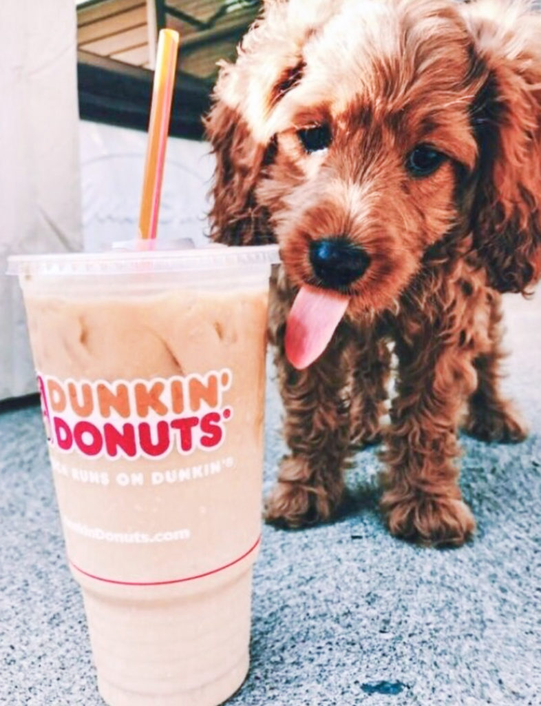 Wake Up With Dogs and Coffee Quotes
